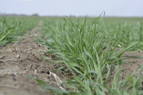 FP Genetics Sustainability hybrid-fall-rye