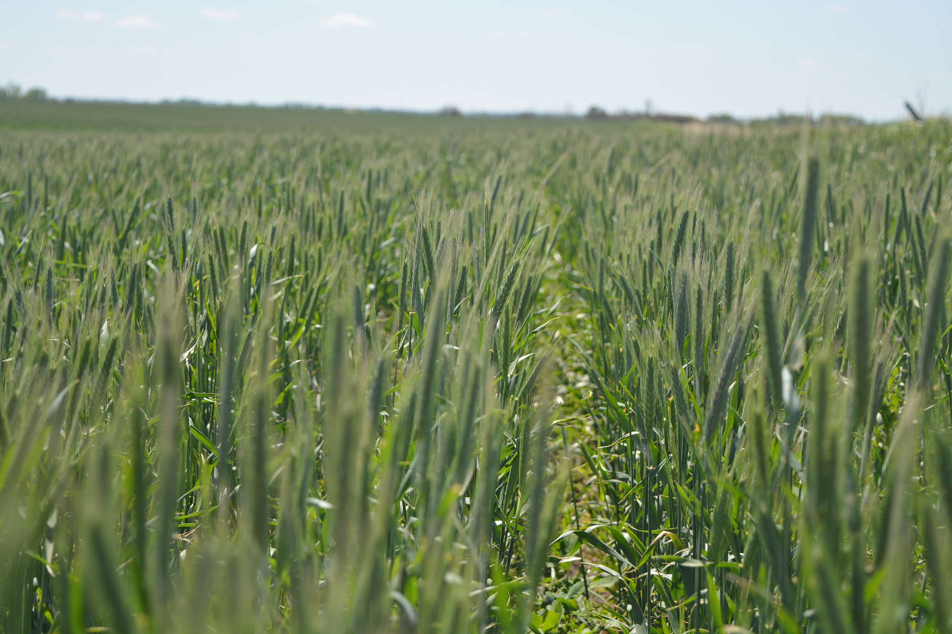 FP Genetics Hybrid Fall Rye FP Genetics Hybrid Fall Rye