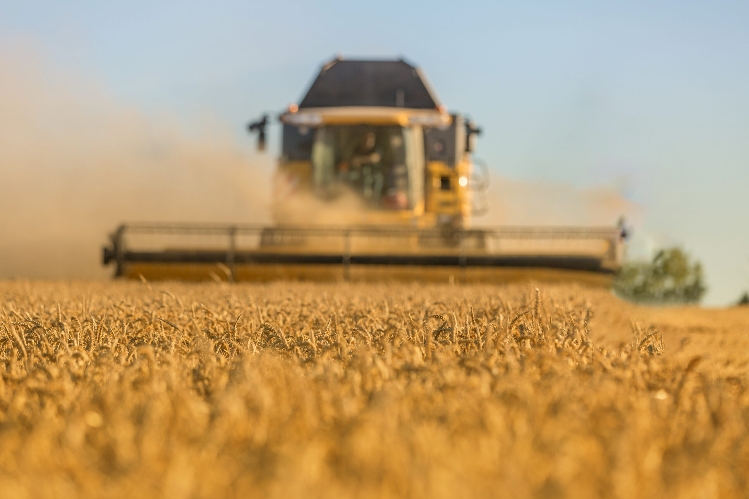 combine harvester at work during harvest combine harvester at work during harvest