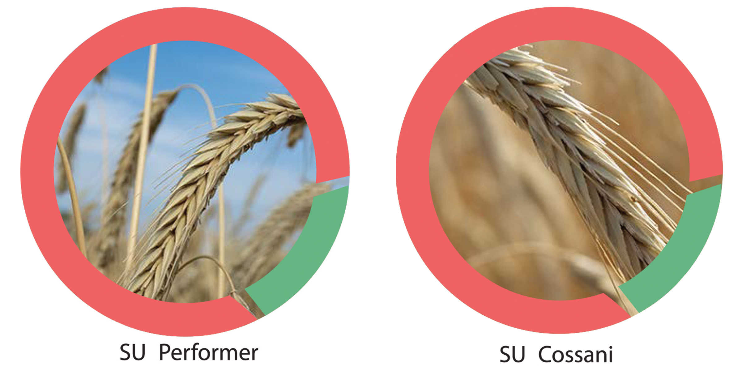 SU Performer and SU Cossani Hybrid Fall Rye
