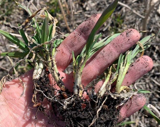 FP Genetics Hybrid Fall Rye visualizing a healthy root base