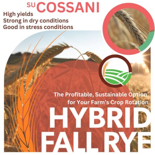 SU Cossani NEW WAVE SU Cossani Hybrid Fall Rye